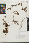 Foto von Salix glabra Scop. x Salix retusa L.